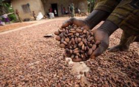 Nigeria : la filière cacao anticipe un rebond de récolte intermédiaire à 290 000 tonnes en 2017/2018