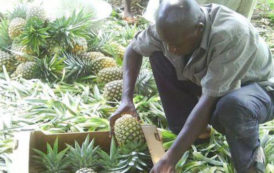 Une entreprise togolaise décroche 2,6 millions € pour produire du jus d’ananas premium, destiné au marché européen