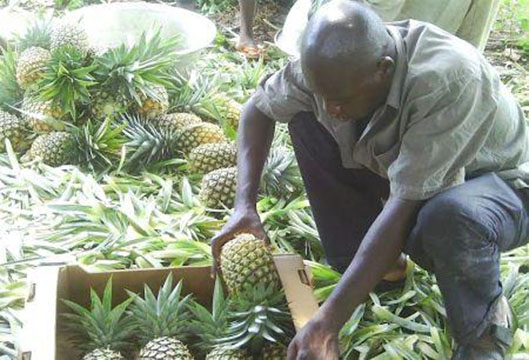 Une entreprise togolaise décroche 2,6 millions € pour produire du jus d’ananas premium, destiné au marché européen