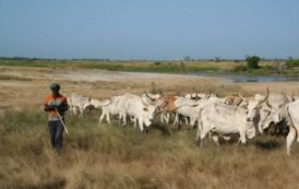 Cameroun : dans le Septentrion, les éleveurs bradent les bœufs pour payer des rançons ou se protéger des ravisseurs