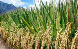 La BID débloque 170 milliards FCFA pour soutenir la filière riz dans 10 pays africains