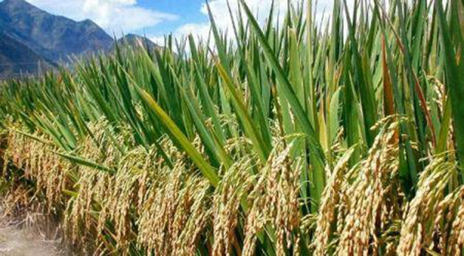 La BID débloque 170 milliards FCFA pour soutenir la filière riz dans 10 pays africains