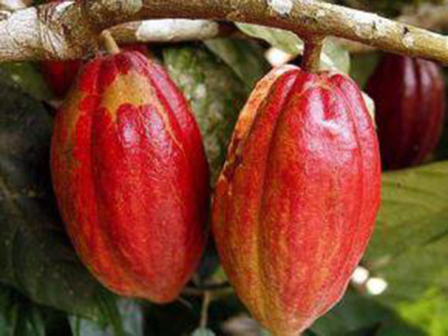 Côte d’Ivoire : Volumes of cocoa sent to main ports up 33% at August 13