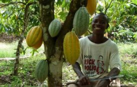 Cameroun : l’interprofession cacao-café évalue le déroulement de la campagne cacaoyère dans le bassin du Nyong-Ekelle