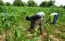 Mali / Sécurité Alimentaire : L’OPAM a 60 000 tonnes de céréales en réserve nationale