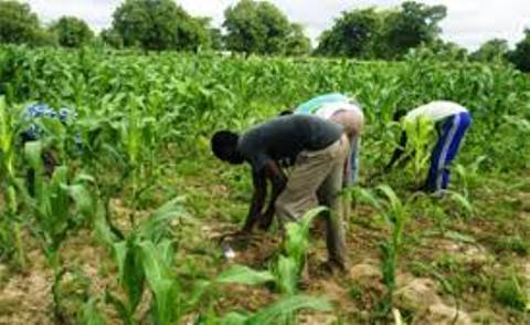 Mali / Sécurité Alimentaire : L’OPAM a 60 000 tonnes de céréales en réserve nationale