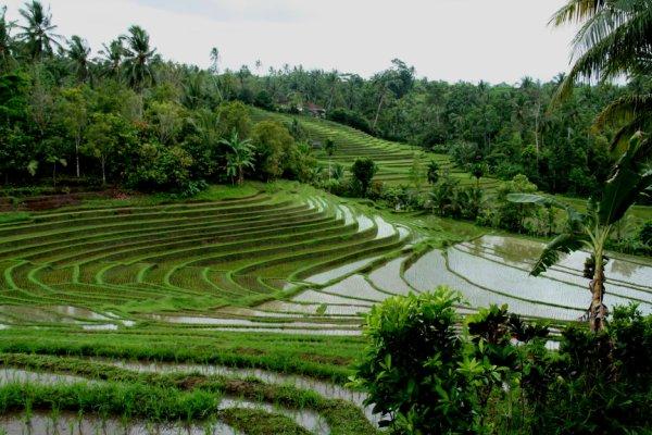 Riz : 602 millions de tonnes en Août