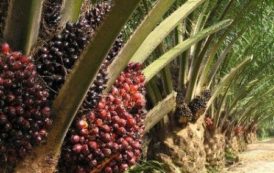 Nigeria : la société publique du pétrole va générer du biodiesel à partir du palmier à huile