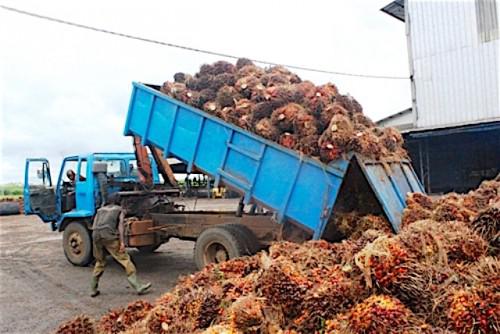 Cameroun / Socapalm et Safacam enregistrent une «légère hausse» de la production d’huile de palme et de caoutchouc au 1er trimestre 2016