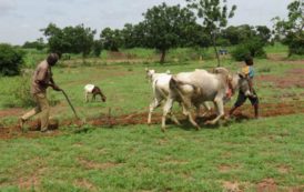 Tchad : la Banque mondiale approuve une subvention de 41 millions de dollars pour l’agriculture