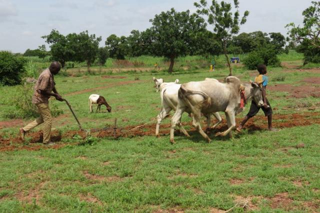 Tchad : la Banque mondiale approuve une subvention de 41 millions de dollars pour l’agriculture