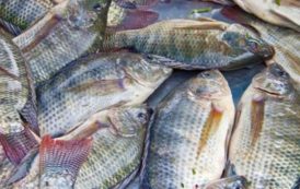 Un investissement de 1,6 milliard FCfa pour produire 241 tonnes de poissons et 1,3 million d’alevins à l’Ouest du Cameroun