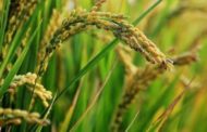 Sénégal : la SODAGRI anticipe une production de 270 000 tonnes de riz dans l’Anambé en 2018/2019