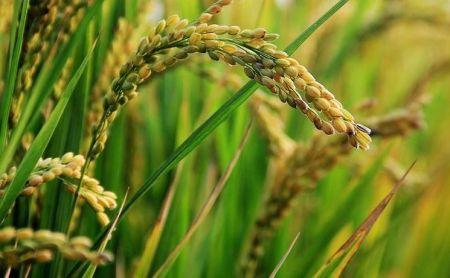 Sénégal : la SODAGRI anticipe une production de 270 000 tonnes de riz dans l’Anambé en 2018/2019