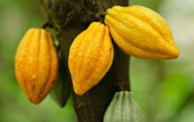 Cameroun : Le prix bord champ du cacao au Cameroun atteint de nouveau la barre de 1000 FCFA le kilogramme