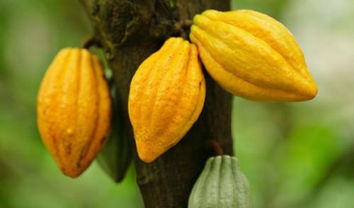 Cameroun : Le prix bord champ du cacao au Cameroun atteint de nouveau la barre de 1000 FCFA le kilogramme