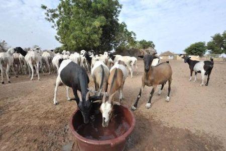 Dans une semaine, le 3e Forum de l’Alliance Afrique pour une agriculture intelligente face au climat (Climate Smart Agriculture)