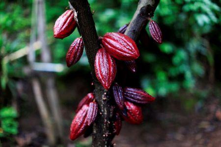 Ghana : le Cocobod cherche le soutien financier de la Banque centrale pour poursuivre ses achats de cacao