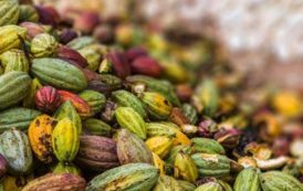 Ghana : une récolte de 850 000 tonnes de cacao est désormais prévue pour 2018/2019