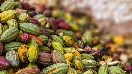 Ghana : une récolte de 850 000 tonnes de cacao est désormais prévue pour 2018/2019