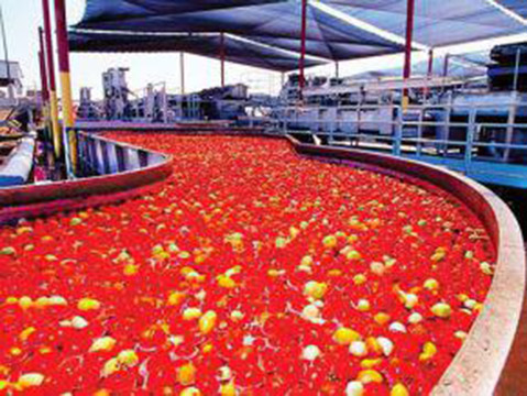 Nigeria: Dangote’s tomato-processing factory closes due to raw materials shortage