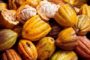 Cameroun : en 2018, le gouvernement distribuera pour environ un milliard FCFA de prime à la qualité, aux producteurs de cacao