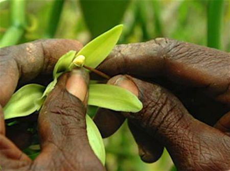 Madagascar : le Fonds Livelihoods investit dans la filière de la vanille