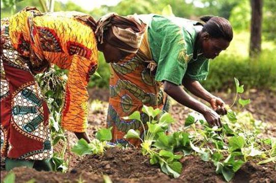 Le Fonds d’appui africain pour le développement de l’entreprise lancera d’ici 2018 une initiative pour booster l’entrepreneuriat féminin dans l’agriculture