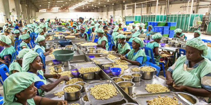 Bénin / Agroalimentaire : le pari de l’anacarde