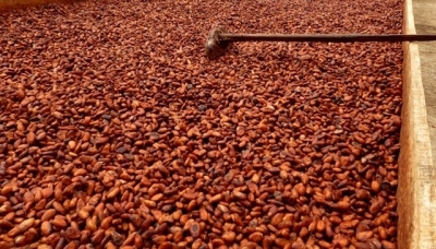 Côte d’Ivoire : Situation confuse sur la vente du cacao ivoirien : Les explications du gouvernement