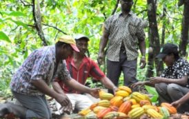 Côte d’Ivoire : Bientôt du cacao écologique ivoirien sur le marché