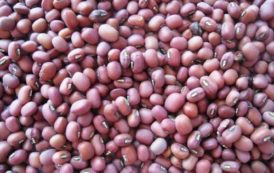 Cameroun : plus de 100 000 tonnes de semences de maïs, haricot et igname distribuées aux producteurs du Sud-Ouest en 2017