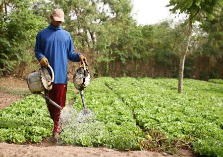 Sénégal : la JICA octroie 900 millions de FCFA en faveur des horticulteurs de la zone des Niayes