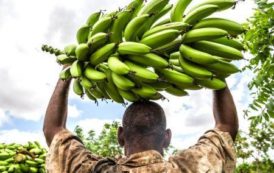 Des producteurs et exportateurs africains de fruits se regroupent et créent « AFRUIBANA » pour défendre leurs intérêts