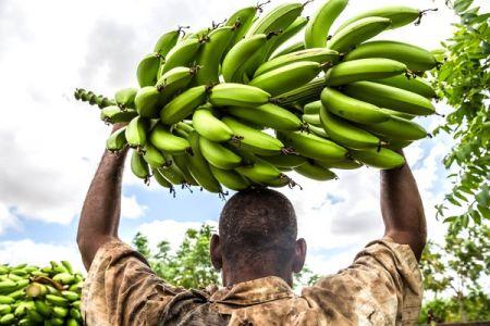 Des producteurs et exportateurs africains de fruits se regroupent et créent « AFRUIBANA » pour défendre leurs intérêts