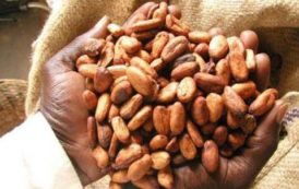 Cameroun : Telcar Cocoa débloque 2,2 milliards de FCfa de primes au profit des producteurs de cacao certifié