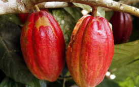 Au Cameroun, les prix bord champ du cacao poursuivent leur dégringolade