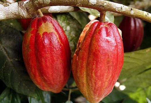 Au Cameroun, les prix bord champ du cacao poursuivent leur dégringolade