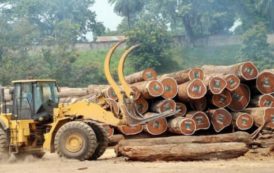 En 2017, les importations de bois sciés par l’UE ont été plombées par la baisse des expéditions camerounaises, gabonaises et congolaises