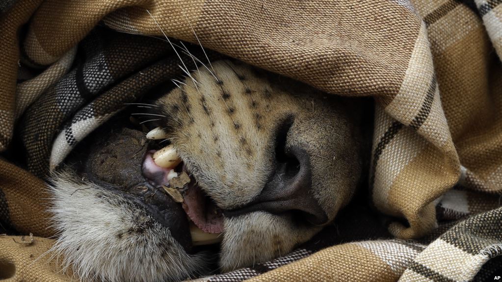 Des braconniers dévorés par des lions en Afrique du Sud