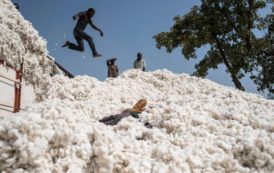 La production africaine de coton soumise à une rude concurrence