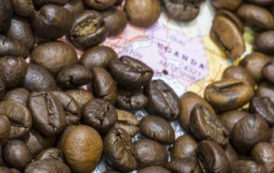 L’Ouganda lance aujourd’hui la première vente aux enchères électroniques de son café