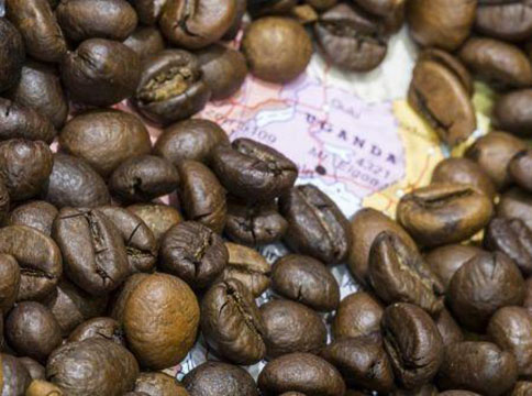 L’Ouganda lance aujourd’hui la première vente aux enchères électroniques de son café