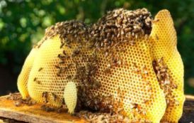 Le groupe américain Koster Keunen passe une commande au Togo de 14 tonnes de cire d’abeilles