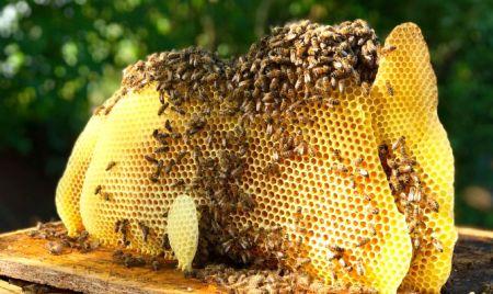 Le groupe américain Koster Keunen passe une commande au Togo de 14 tonnes de cire d’abeilles