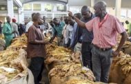 Zimbabwe : la production de tabac attendue entre 220 000 et 240 000 tonnes en 2019