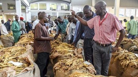 Zimbabwe : la production de tabac attendue entre 220 000 et 240 000 tonnes en 2019