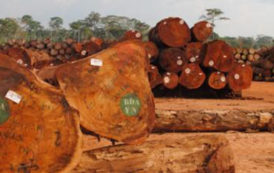 Le Cameroun toujours dans le trio de tête des principaux exportateurs de bois sciés vers le Canada, à fin avril 2018
