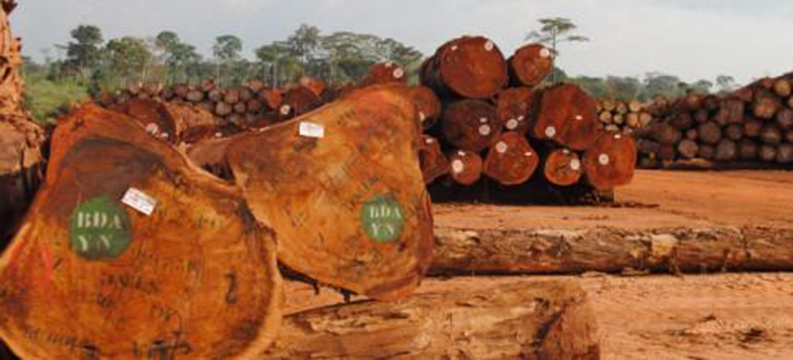 Le Cameroun toujours dans le trio de tête des principaux exportateurs de bois sciés vers le Canada, à fin avril 2018