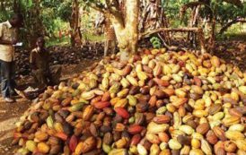 Ghana : le prix d’achat du cacao restera inchangé durant la campagne intermédiaire 2018/2019